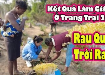 Trang trai 2Q dang phuc vu muc dich ca nhan nhu the nao 2