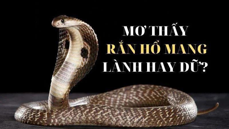 Ý nghĩa của Nằm Mơ Thấy Rắn Hổ Mang trong xổ số