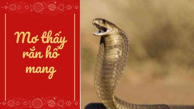 Giải mã giấc mơ thấy rắn hổ mang