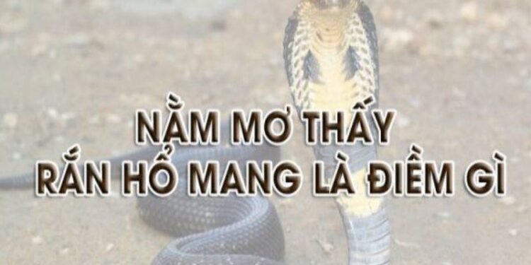 Nằm Mơ Thấy Rắn Hổ Mang Trong Xổ Số - Điềm Báo Gì? 4 image 108