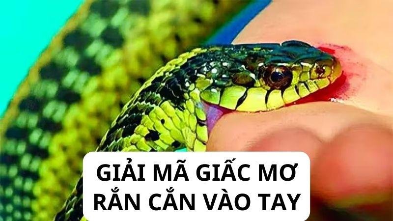 Giải mã giấc mơ rắn cắn vào tay