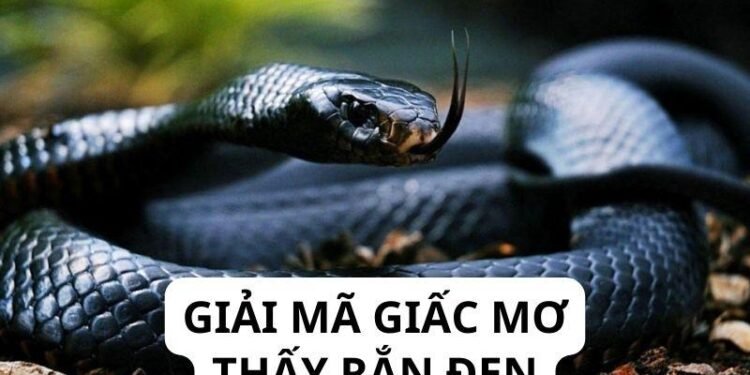 Chuyên Gia Giải Đáp: Nằm Mơ Thấy Rắn Đen Đánh Con Gì Trong Xổ Số? 4 image 116