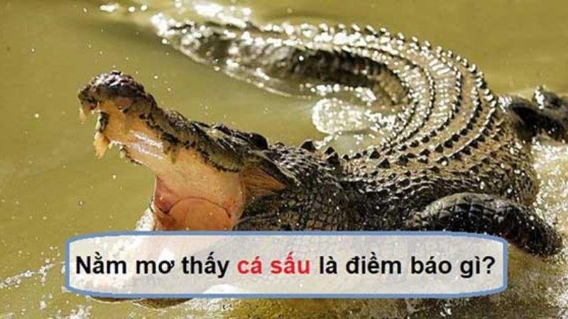 Giới thiệu về Nằm Mơ Thấy Cá Sấu