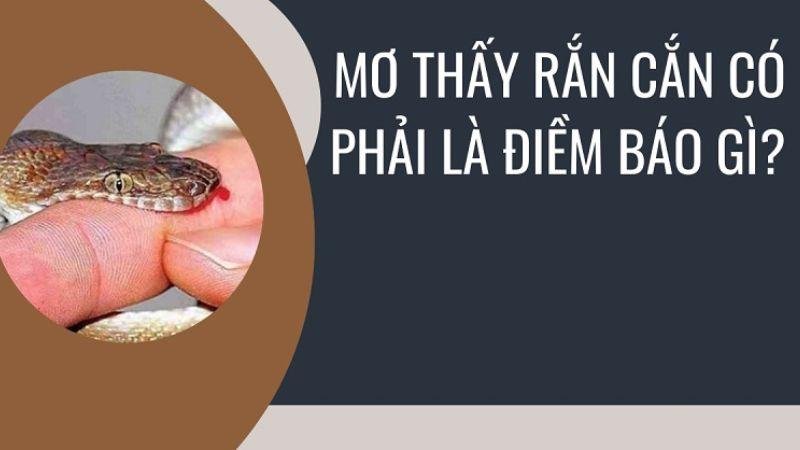 Giới thiệu về việc Nằm Mơ Thấy Rắn Cắn