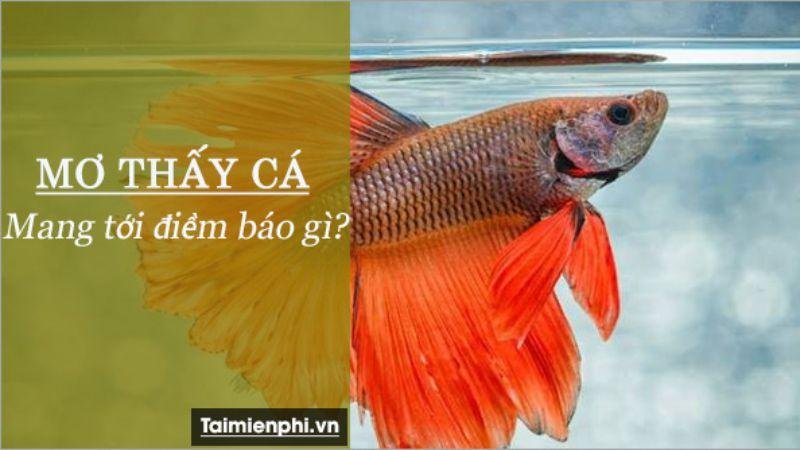 Ý nghĩa của việc Nằm Mơ Thấy Cá