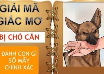 Nằm mơ thấy chó cắn trong xổ số: Bí ẩn và dự báo số may mắn 6 image 44