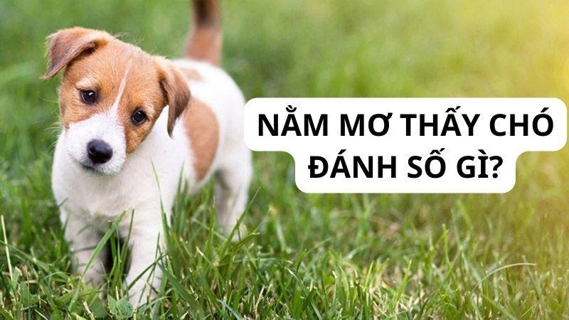 Cách xử lý và con số khi Nằm Mơ Thấy Chó