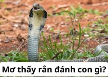 Nằm mơ thấy rắn đánh con gì? Khám phá số may mắn từ giấc mơ 3 image 53