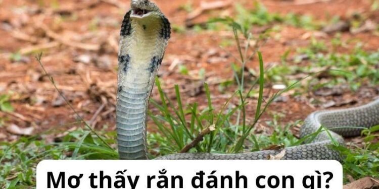 Nằm mơ thấy rắn đánh con gì? Khám phá số may mắn từ giấc mơ 4 image 53