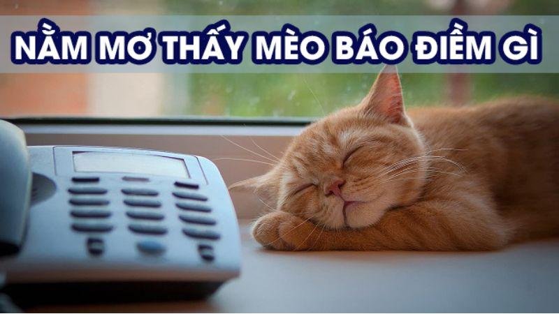 Nằm mơ thấy mèo báo điềm gì có liên quan gì với các con số may mắn