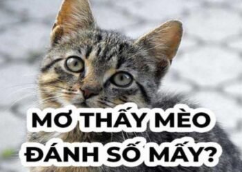 Nằm mơ thấy mèo trong xổ số: Giải mã giấc mơ và dự đoán số may mắn 8 image 68