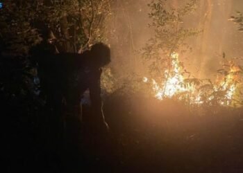 Cháy Rừng Ở Vườn Quốc Gia Ba Vì - Thiêu Rụi Hơn 3.000m2 5 chay-rung-o-vuon-quoc-gia-ba-vi